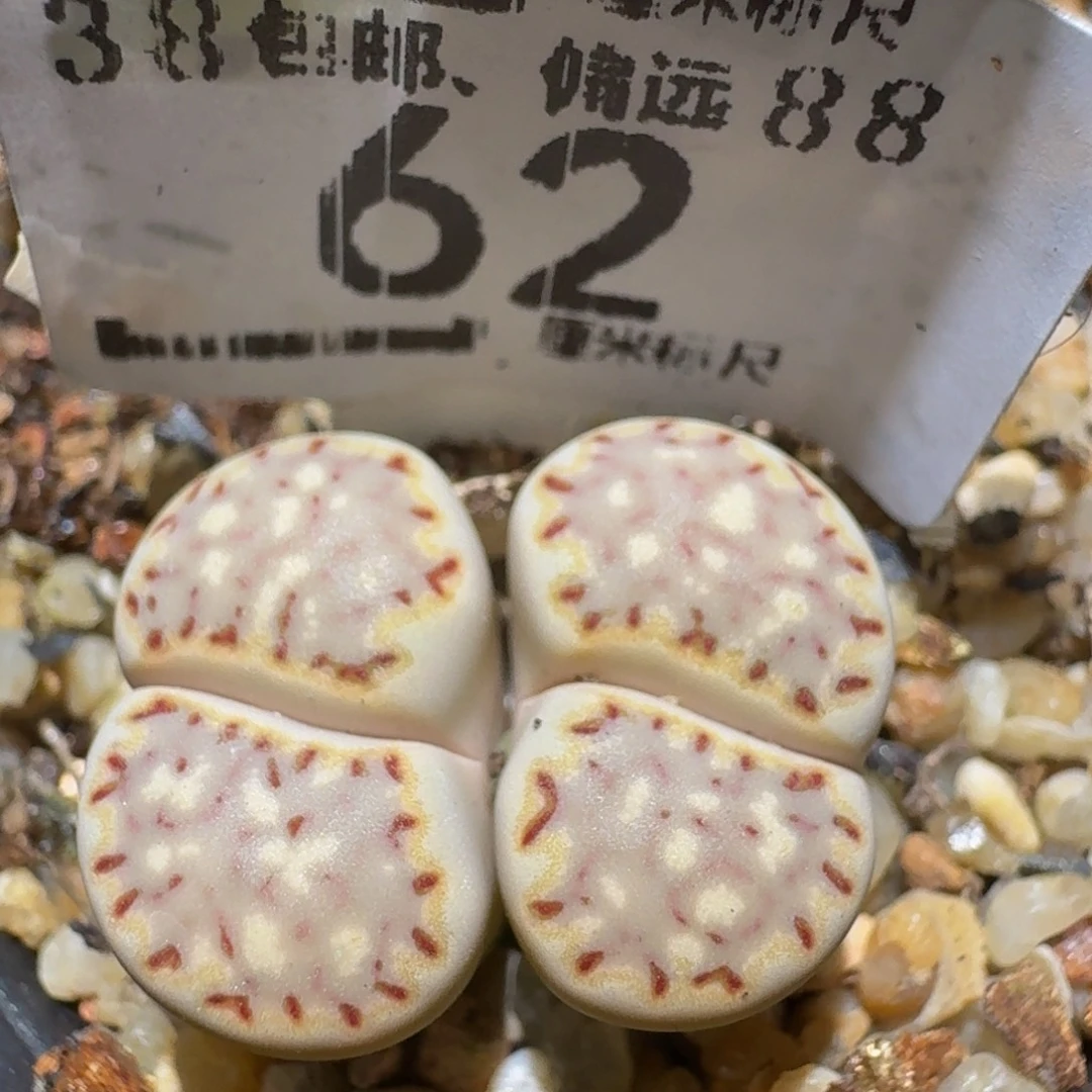 zzzz精品生石花62