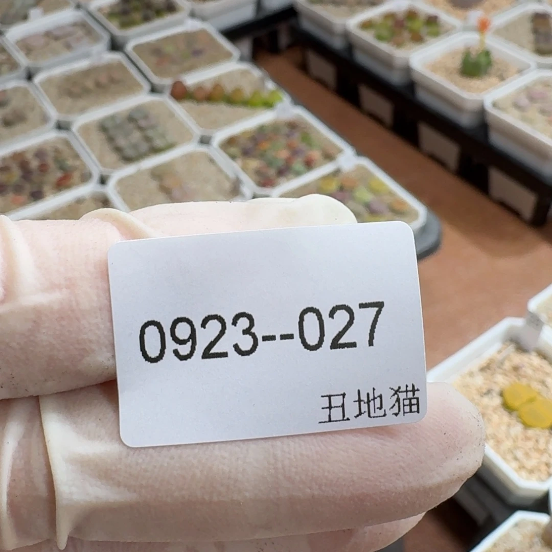 菠***~0923-027卷卷卷卷卷卷