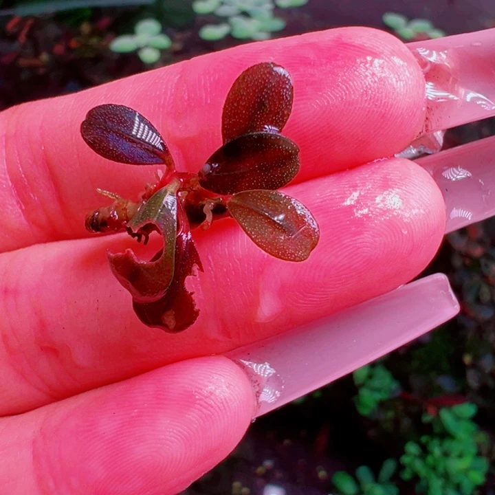 福利10号福利价植物一头