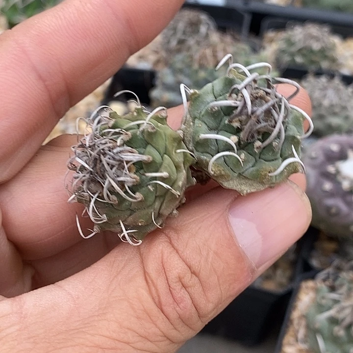 娇丽升云龙2两个一组