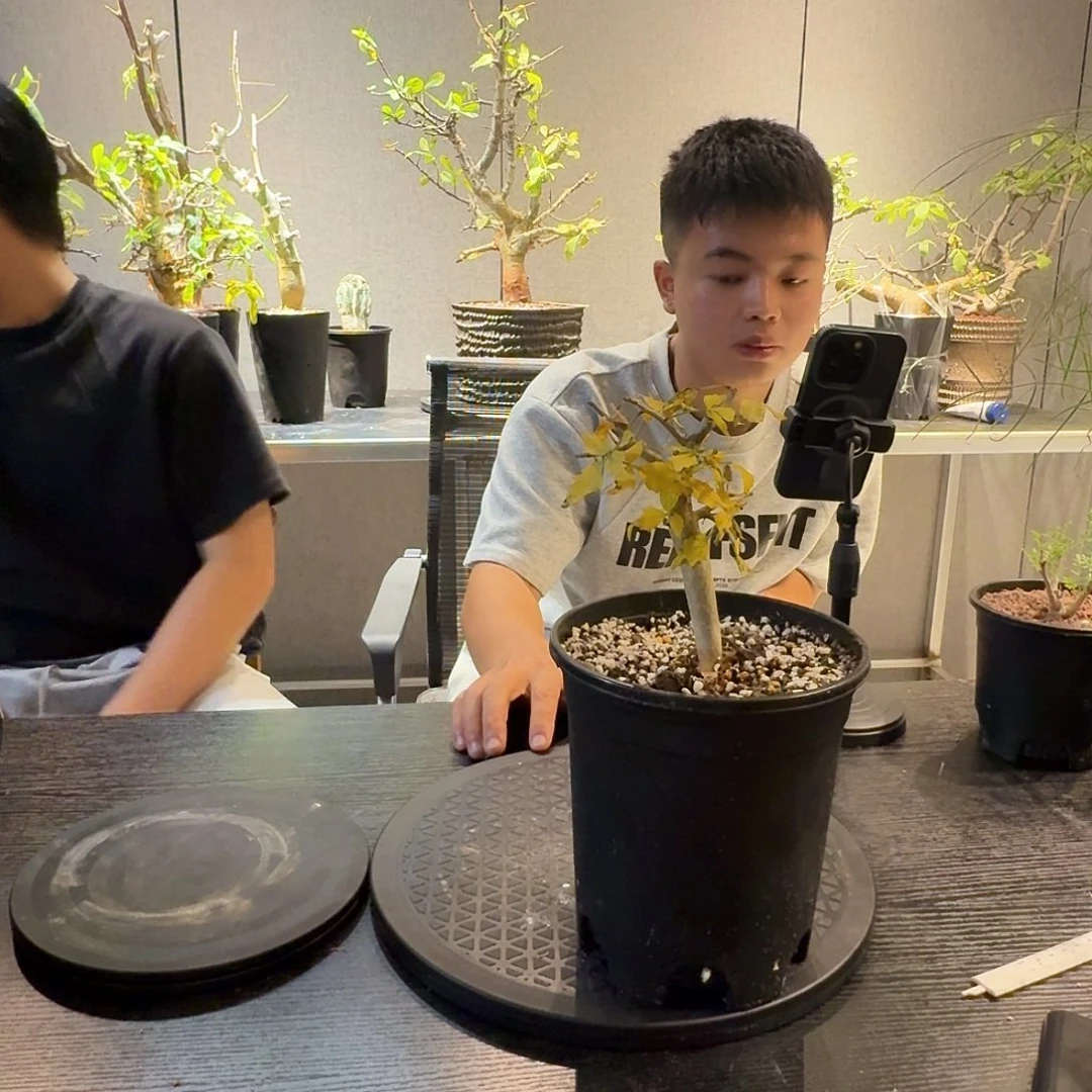 芳香裂榄实生带盆