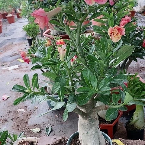 【闪购商品】无花朵M***鲸