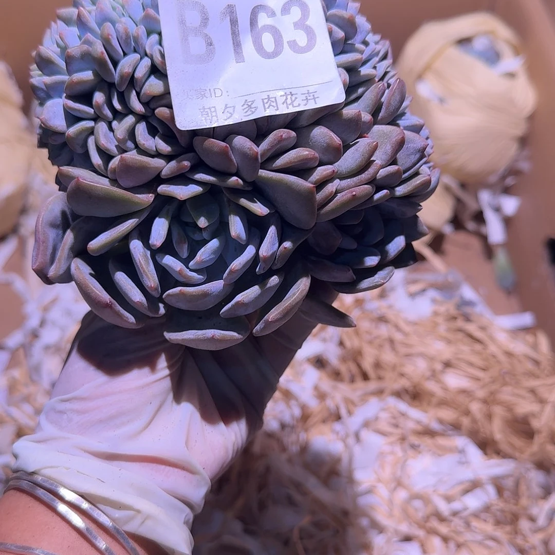 大鸡腿星影缀化呀呀