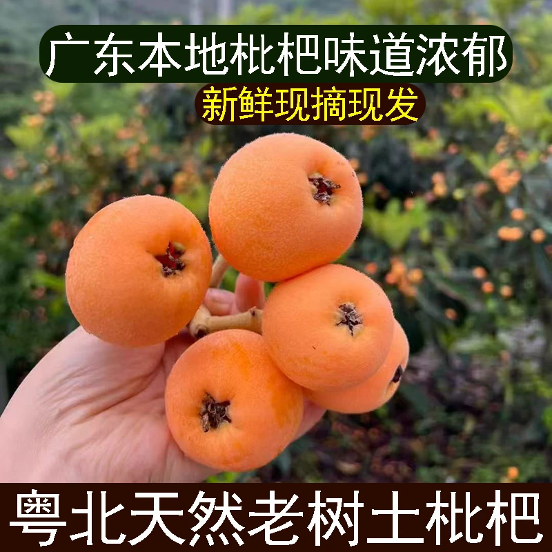 韶关新鲜枇杷鲜果土枇杷当季水果现摘现发清甜枇杷高山枇杷