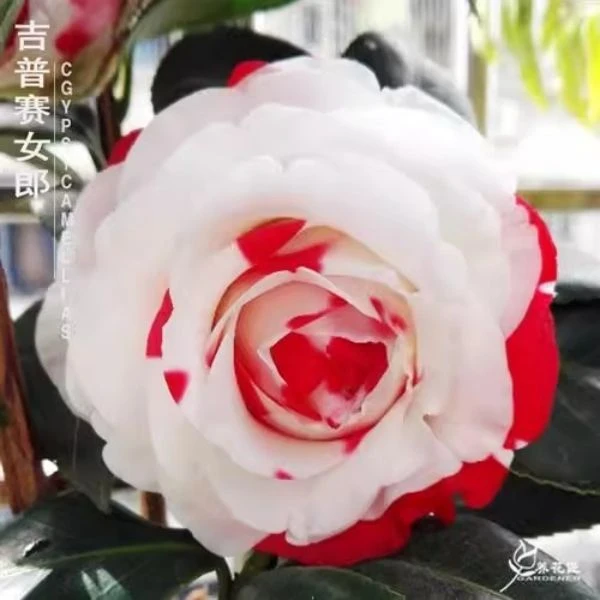 吉普赛女郎山茶花盆栽带花苞发货重瓣大花型苗耐寒好养活