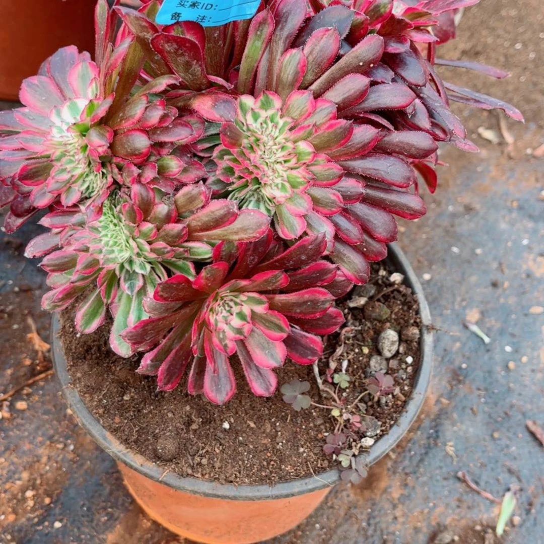 多肉植物374红铜壶