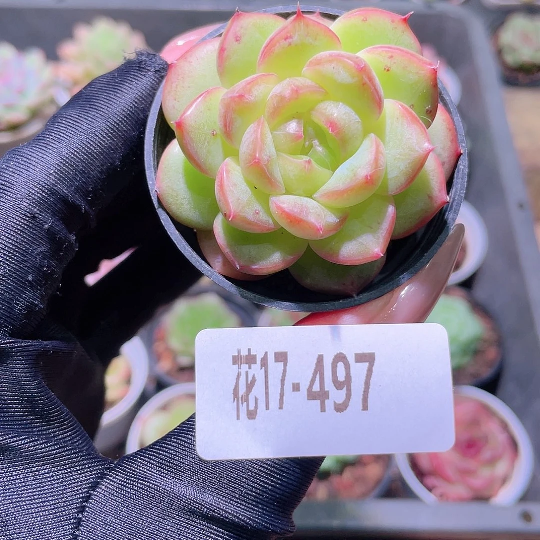 花利美17-497朝露