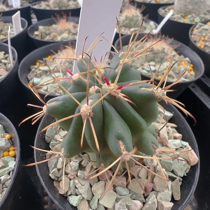 黑罗莎实生。
