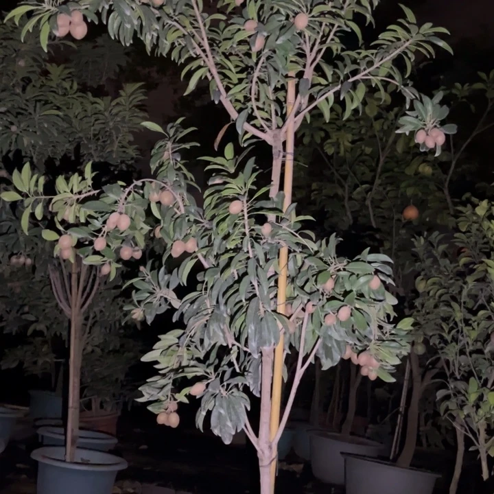 无花朵22222你最喜欢哪首