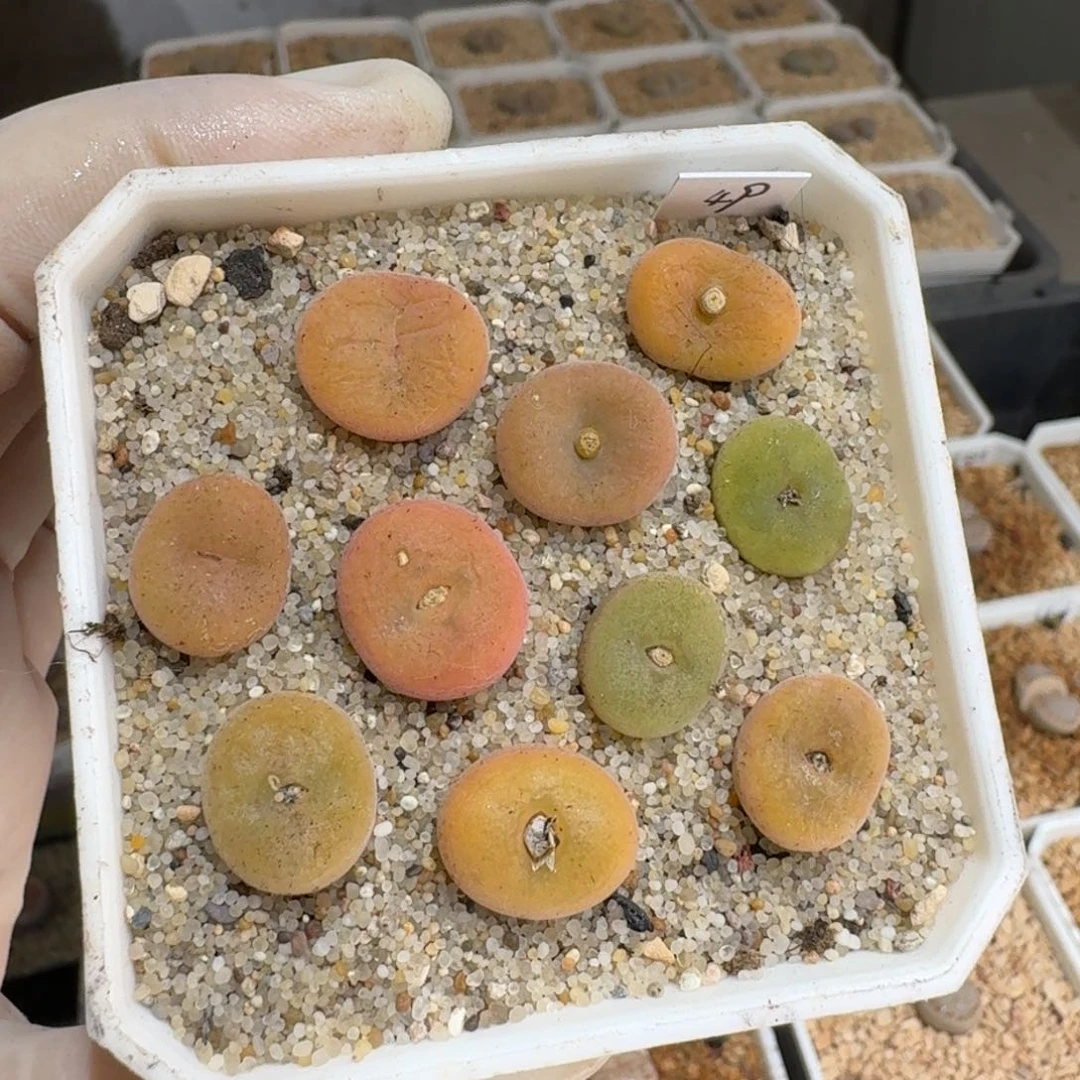 依***彪0119-27空卡佛肉锥