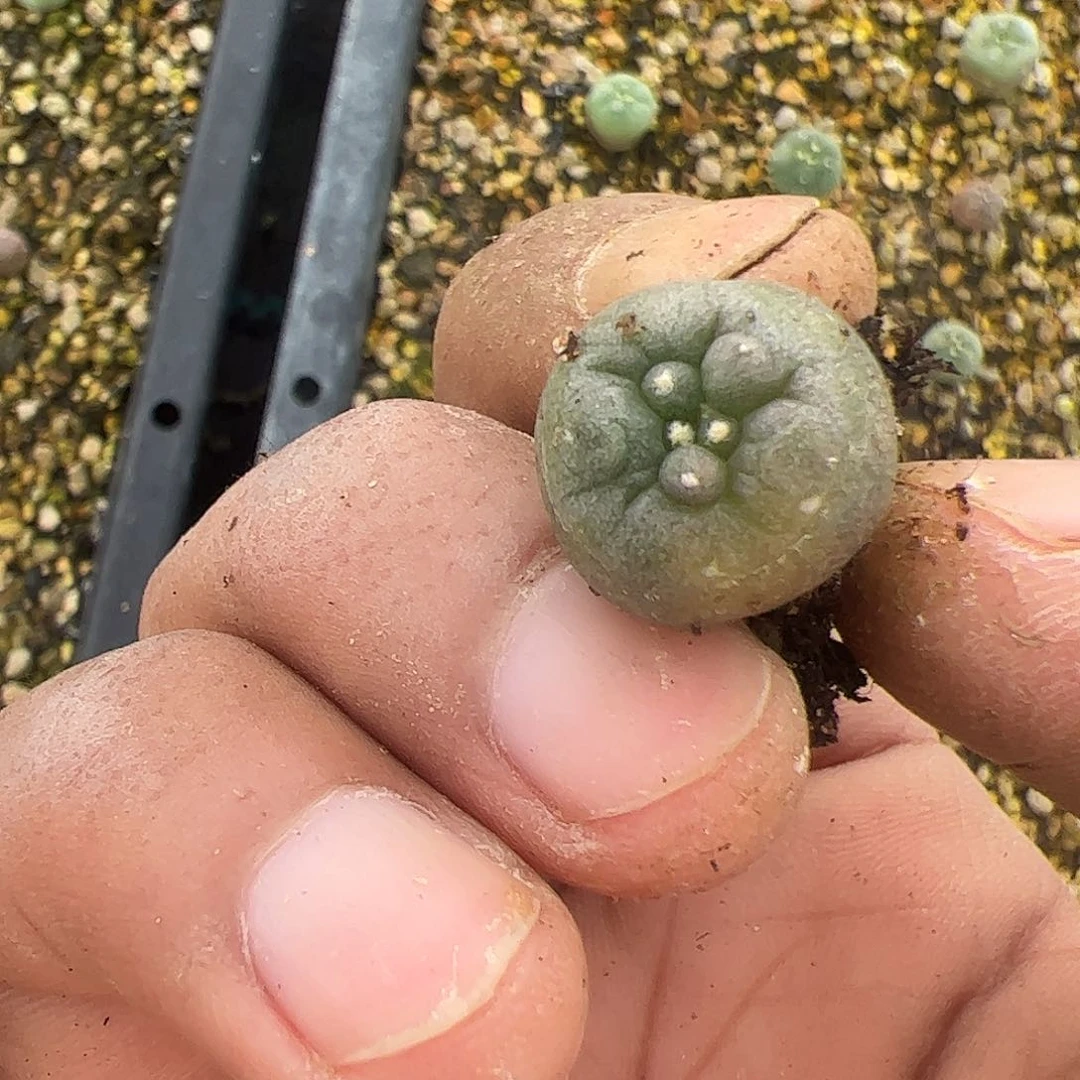 缀化锦实生仙人球500