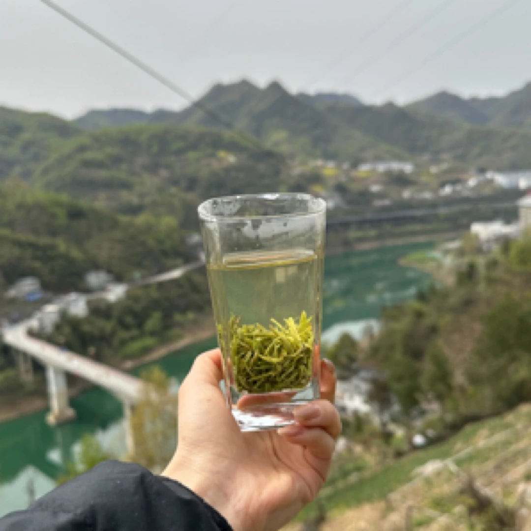 2025新茶 紫阳翠峰 板栗香味浓口感佳 第三锅