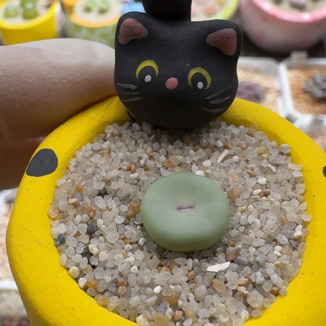 0927-042连盆带花小红嘴