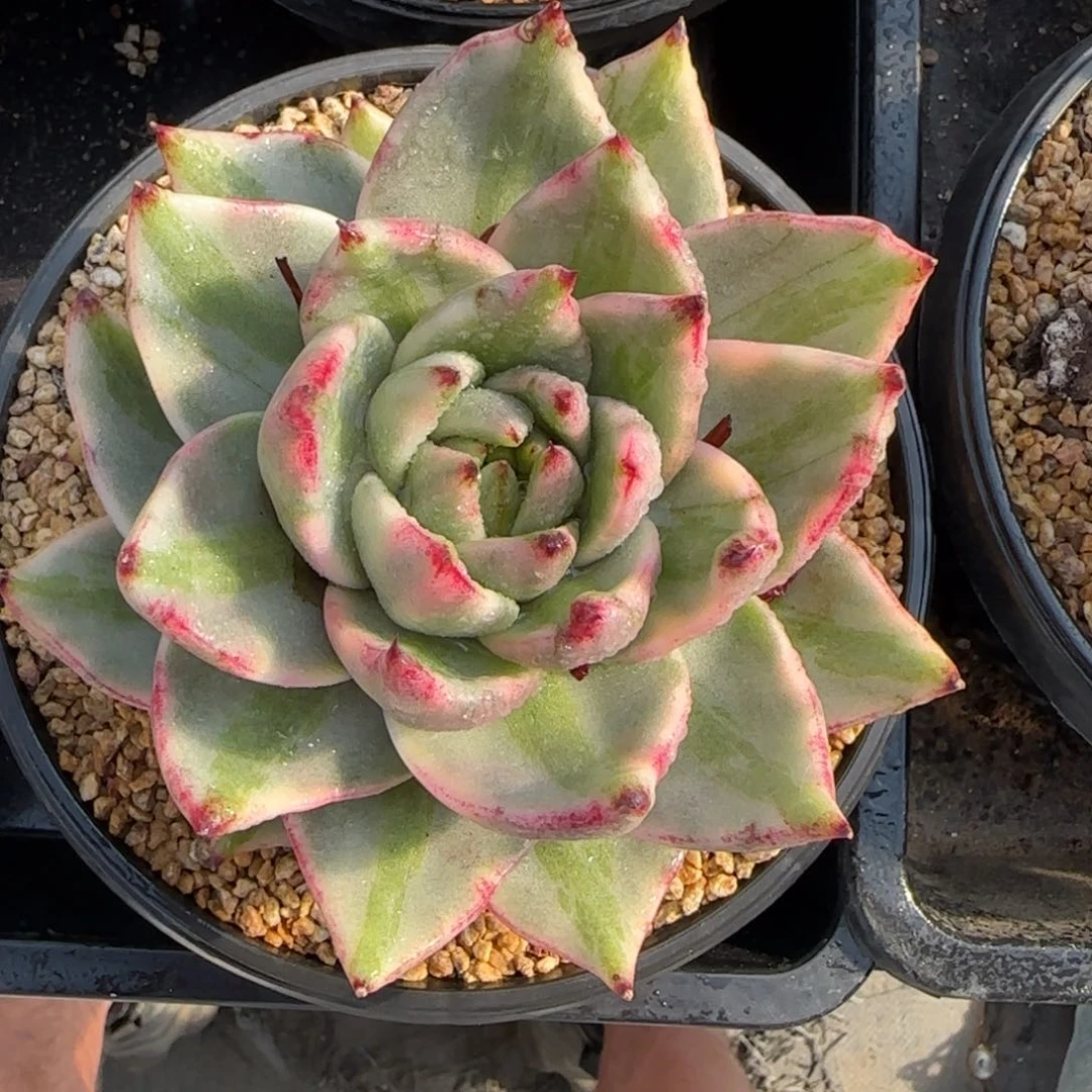 从前慢多肉编号玛丽亚锦