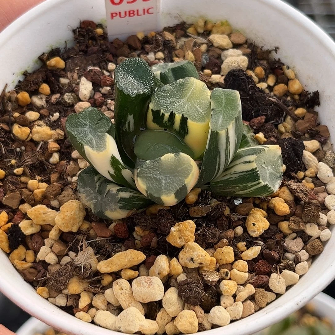 699大吉万象锦福利