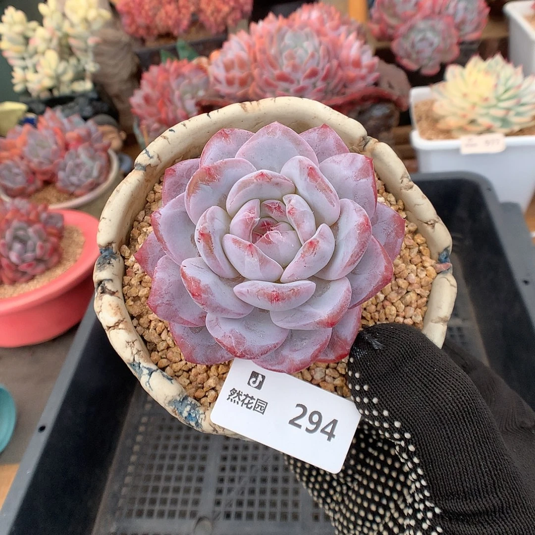 294白星多肉植物6666