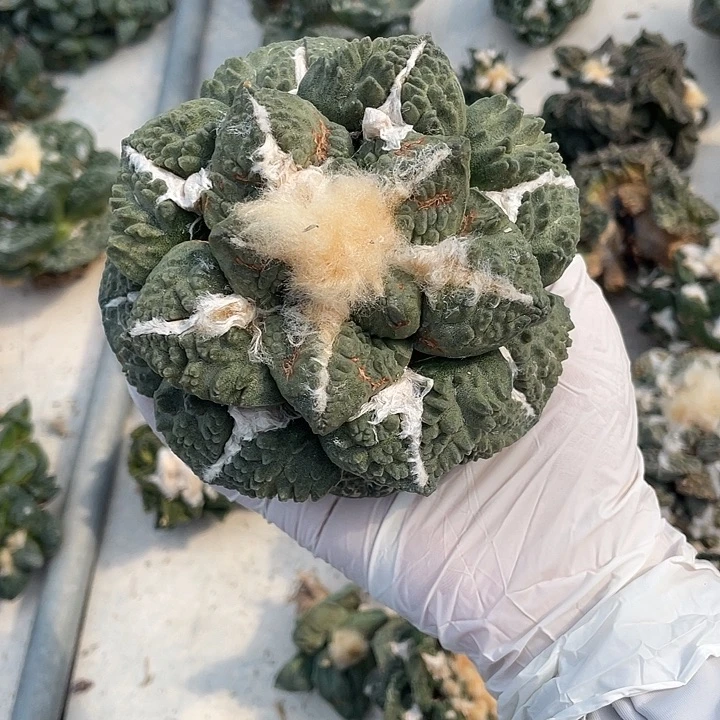 自根龟甲怒特价微瑕疵