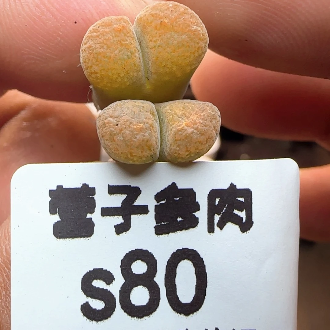 超级蛋糕1807.8。