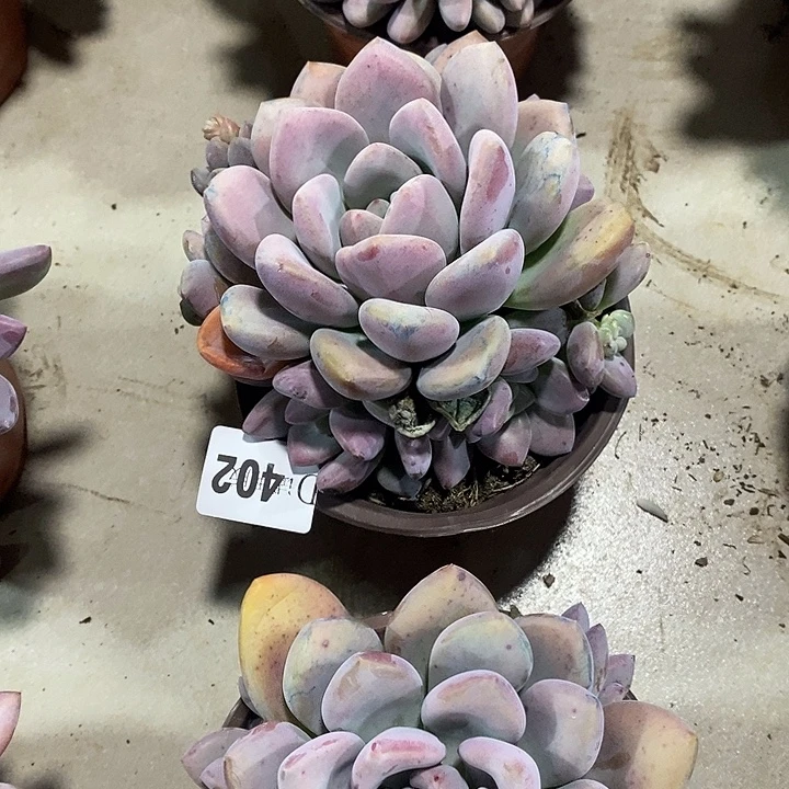 肉***子402奥普多肉植物多肉