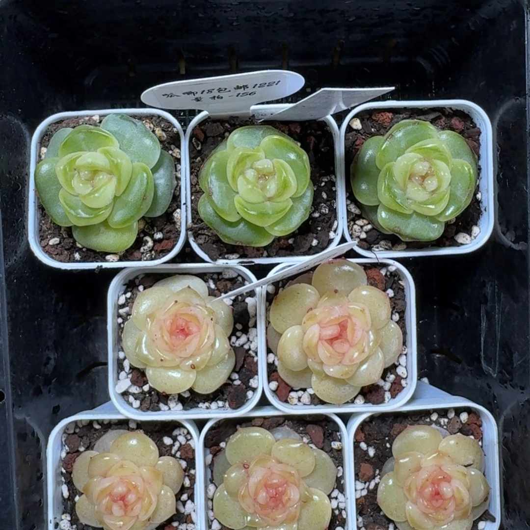 1221-156-西梅一颗量拍