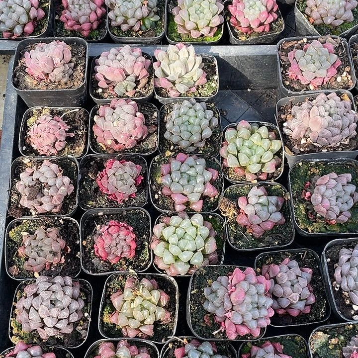 楠***楠彩色玉露 4 颗装昆明基地直发