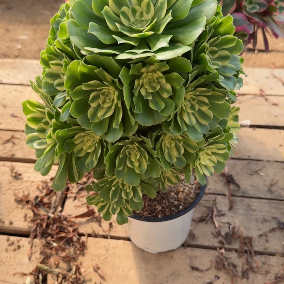 【闪购商品】889多肉