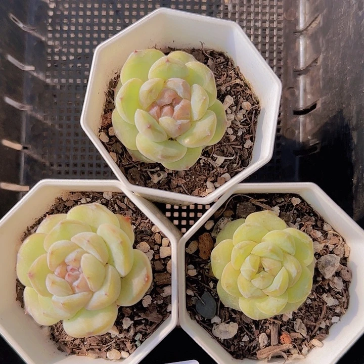 花时光精品多肉214