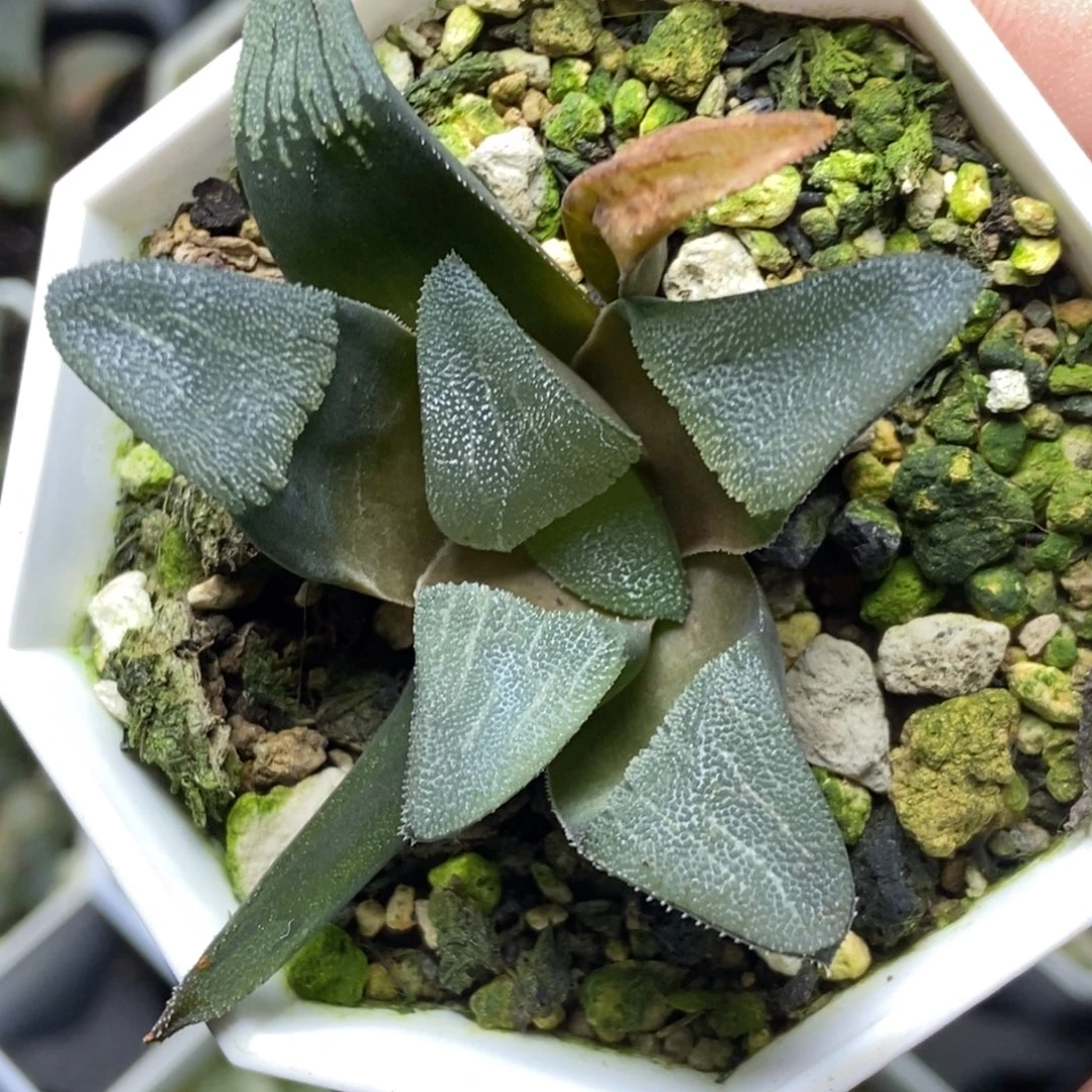 皇帝克里克特一物一拍