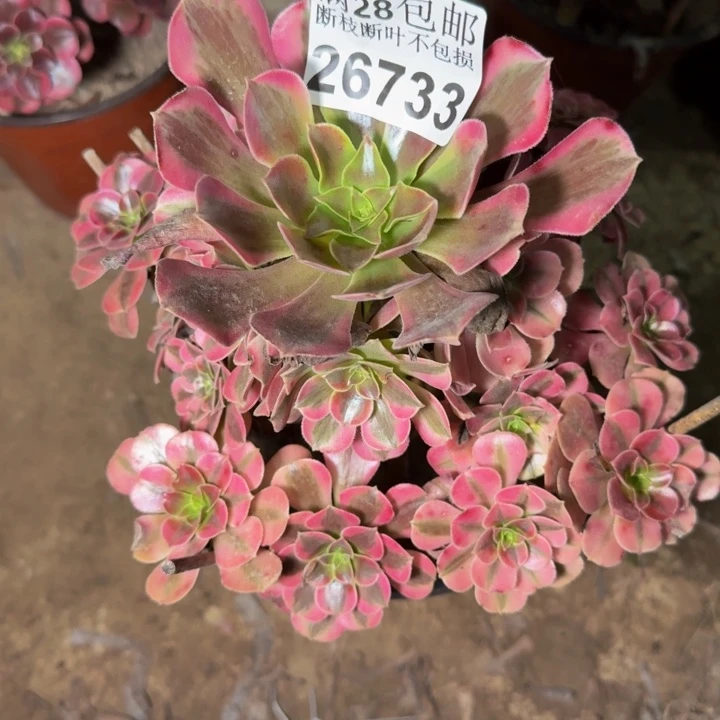 26733南美杜莎多肉植物