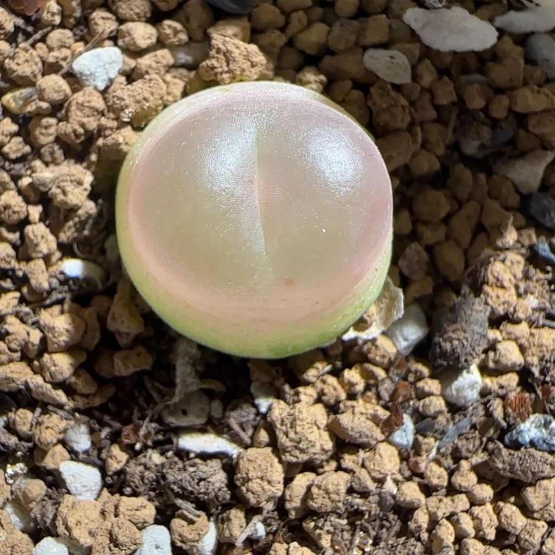 肉锥多肉植物组合-sh1200拉登1362