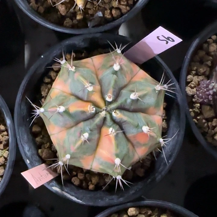 泰国米哈95-0124秋天