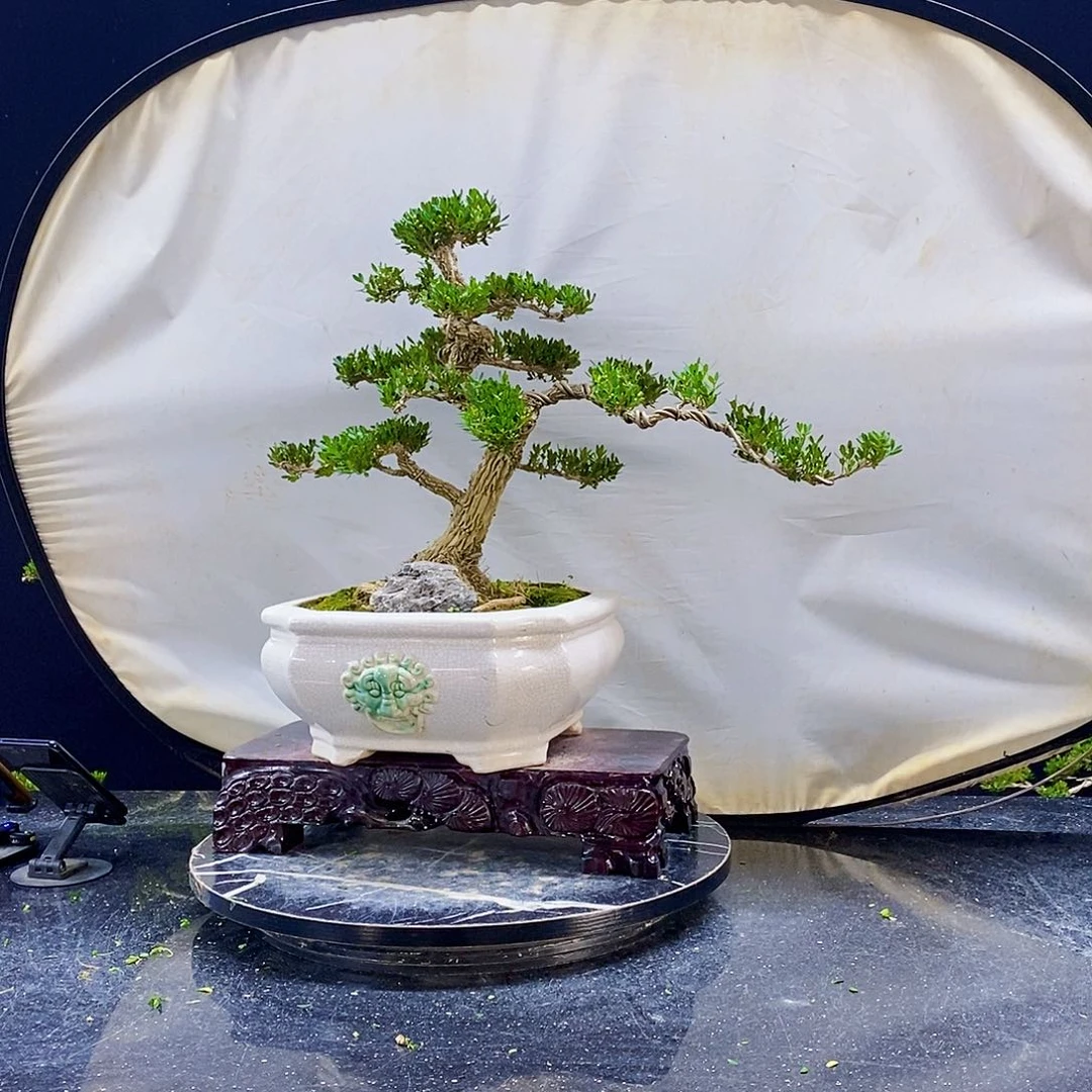 无花朵黄杨盆景造型