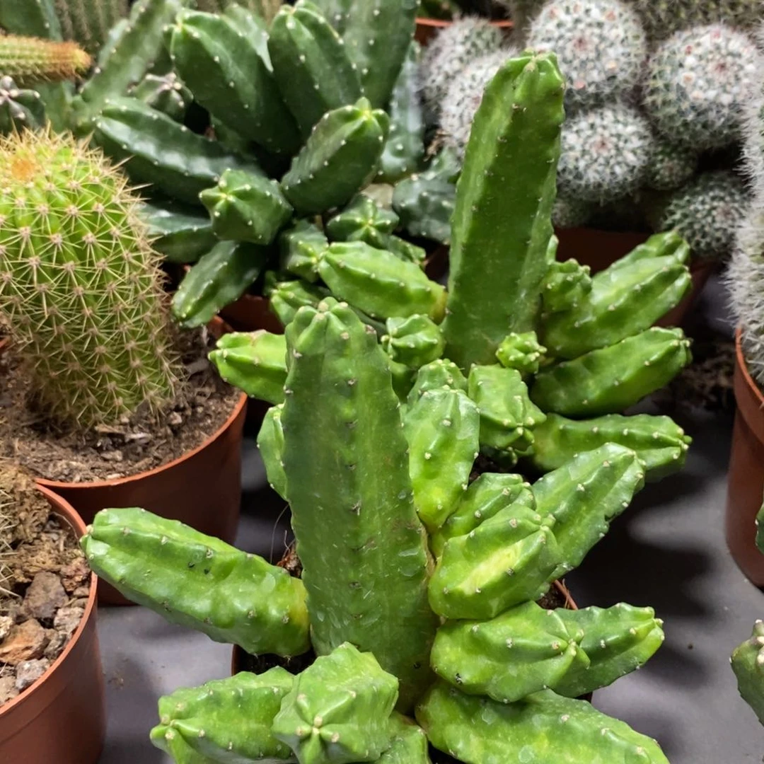 群生红花桃太郎一杯