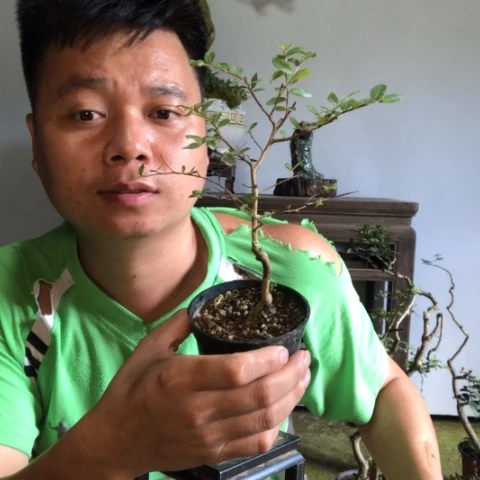 无花朵盆景盆栽植物