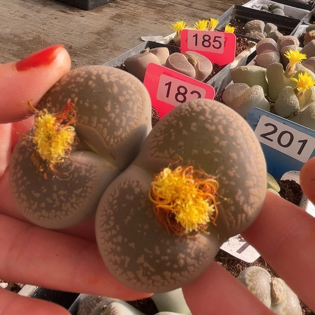 生石花一颗1183……