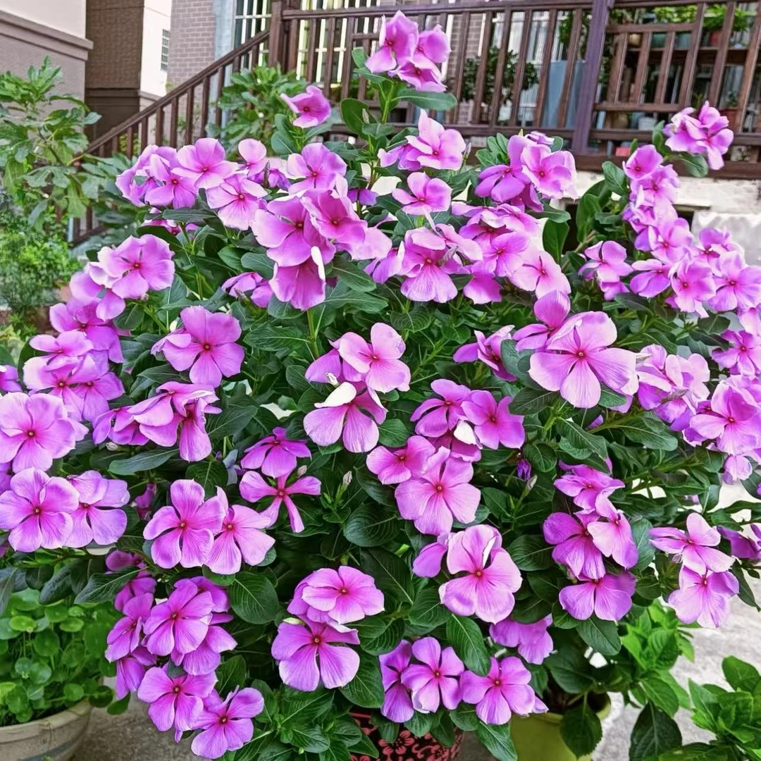 长春花【两盆装】盆栽花卉多年生花期长四季开花耐热耐旱植物