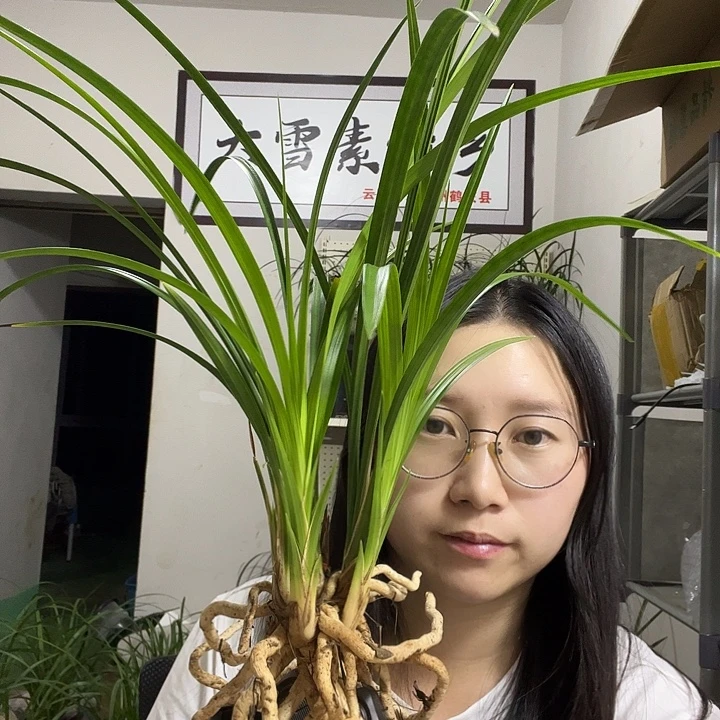 大部分开放少量花苞
