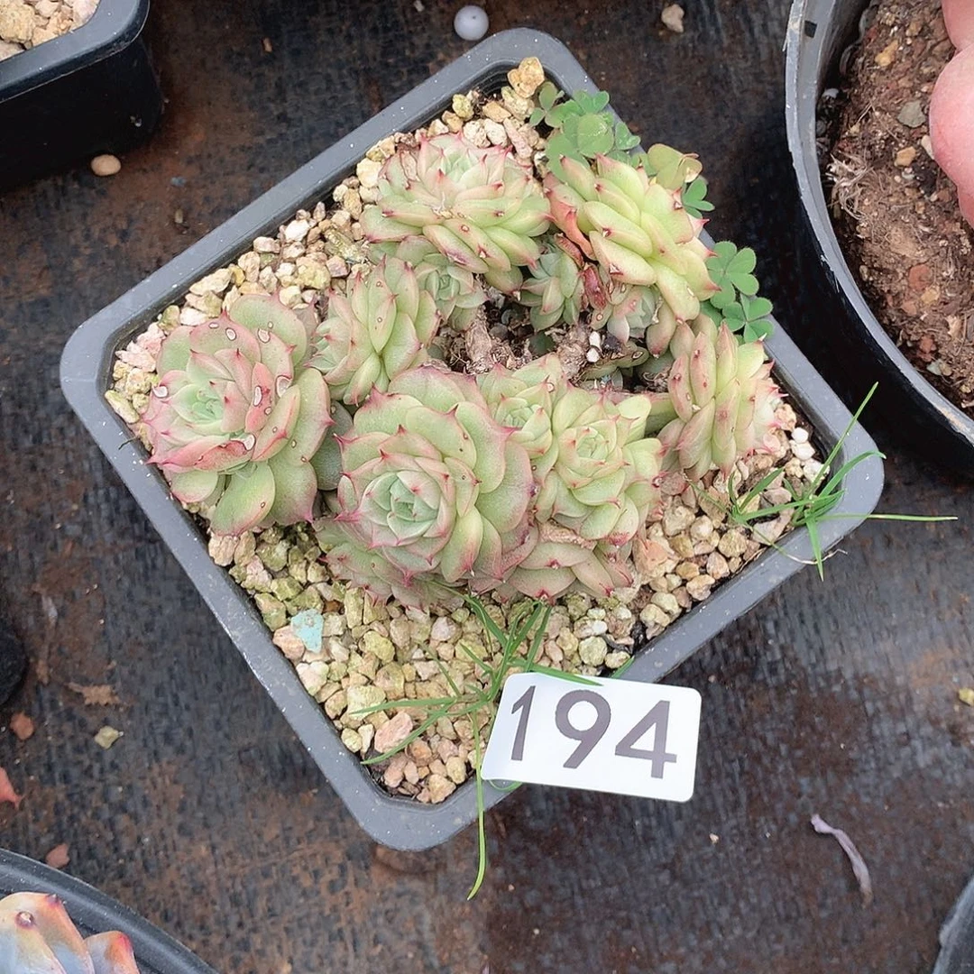 194 一物一拍多肉