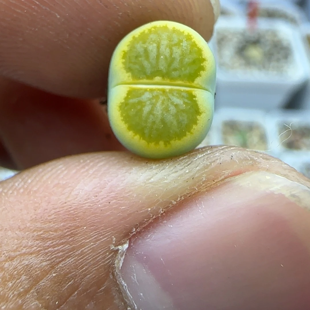 124 生石花大棚直播