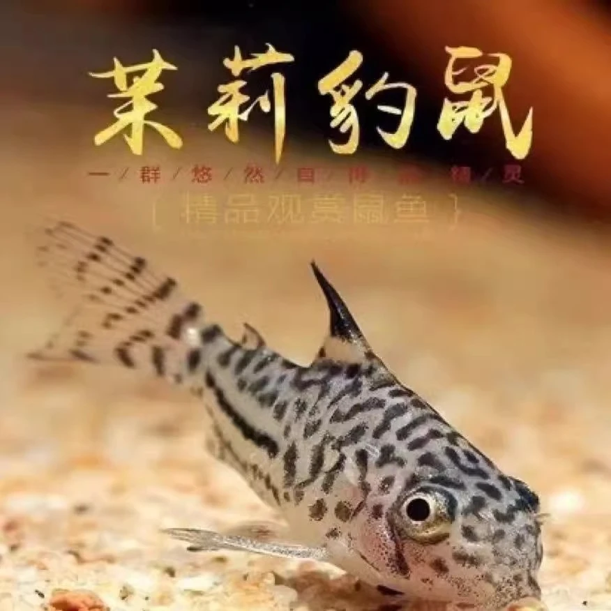 茉莉鼠除藻工具鱼清洁鱼好饲养活体底层吃残渣淡水鱼「超萌好物」