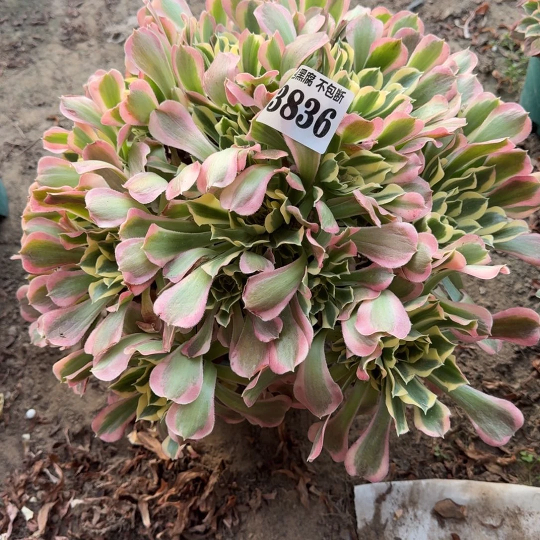 法师白凤3836 18-11