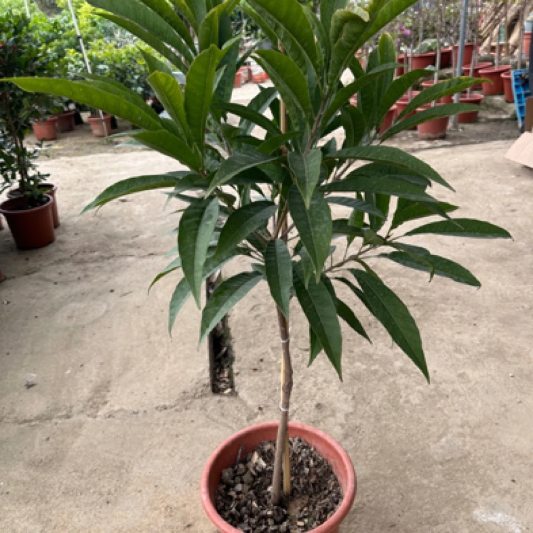 罗斯果树苗盆栽地栽四季种植庭院果树