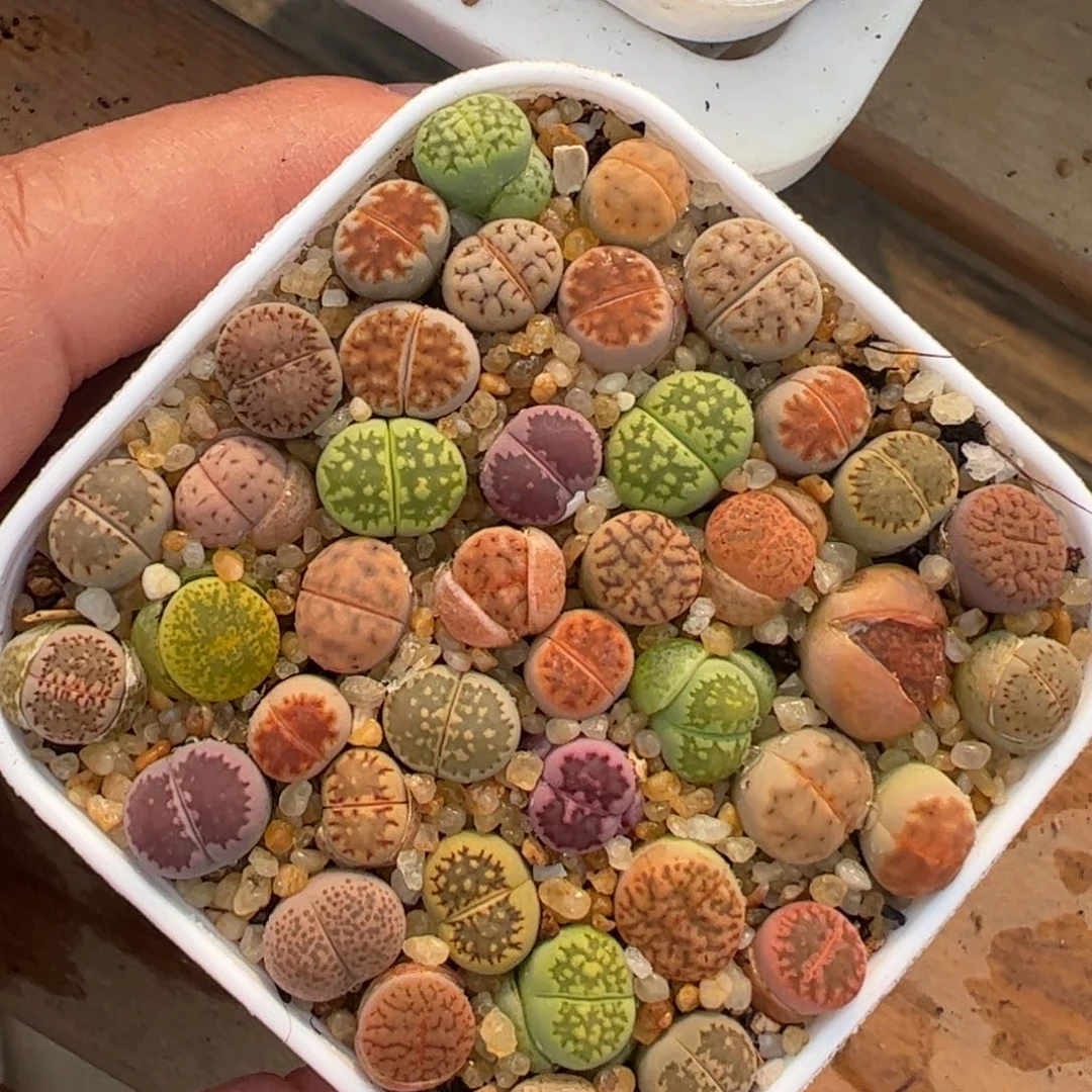 编号彩虹组合多肉植物百科