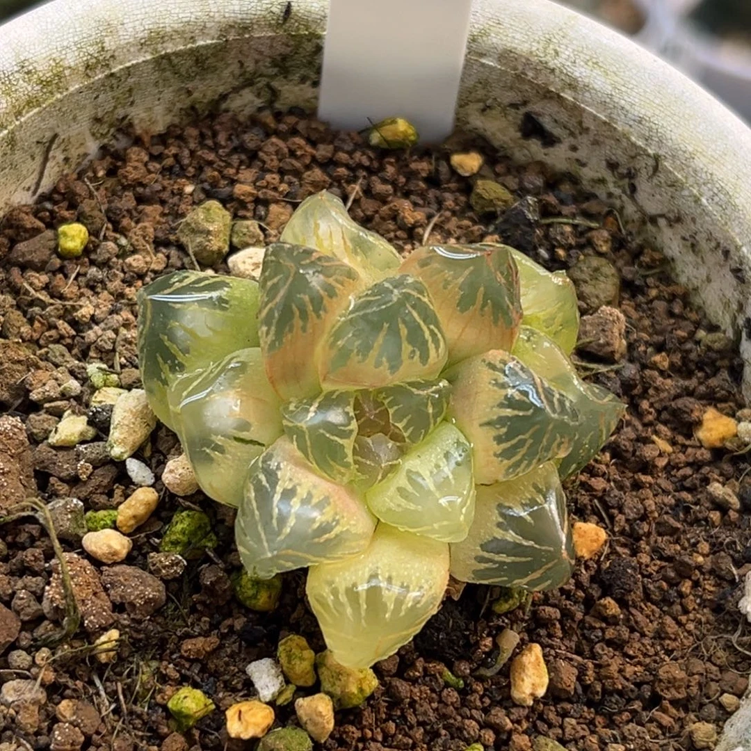 54糊斑实生玉露锦福利专场