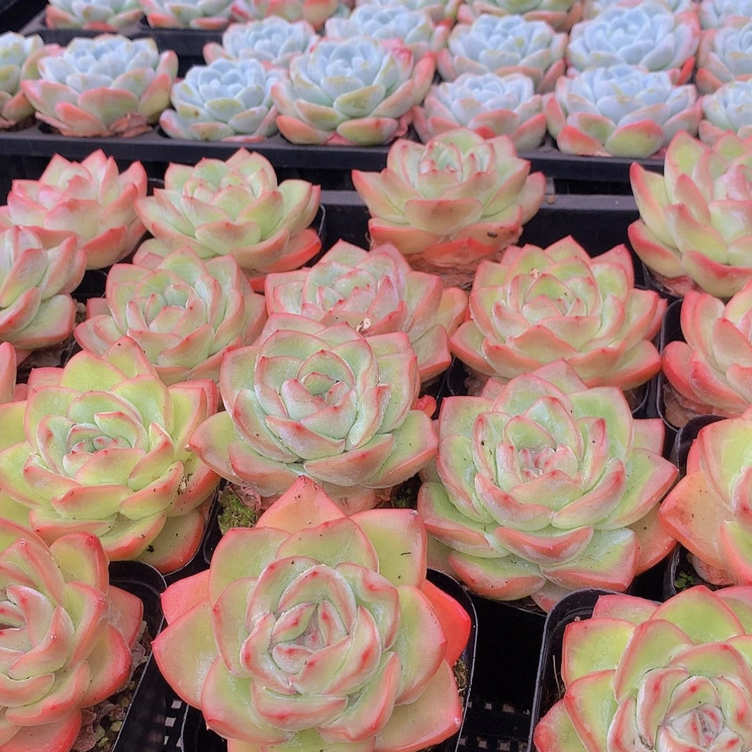 两颗泡芙35678990000000