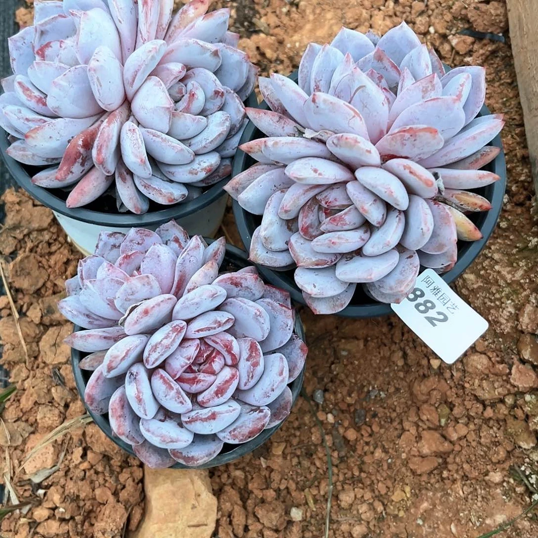 阿雅园艺。      882