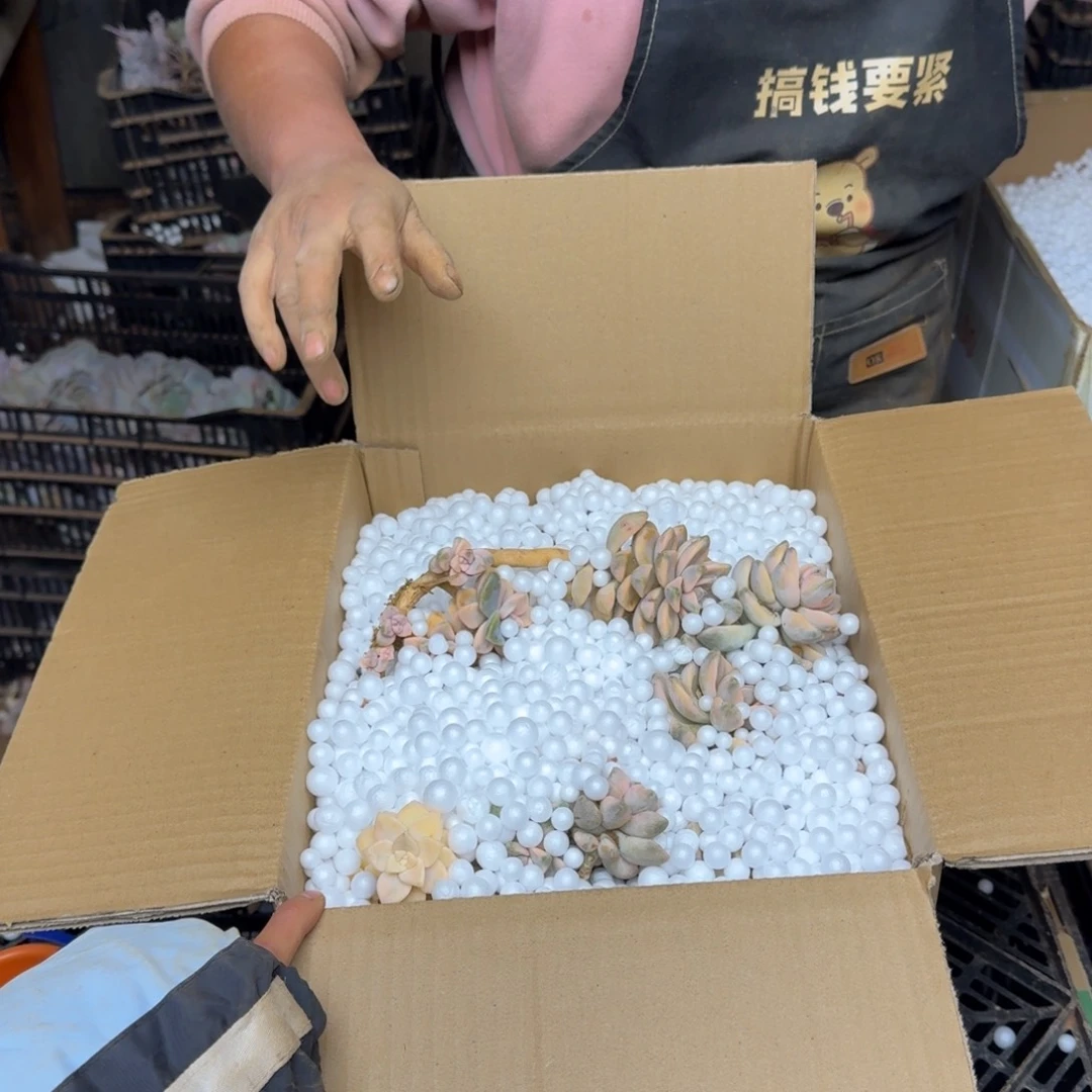 小***贝多肉砍头 不包损0860