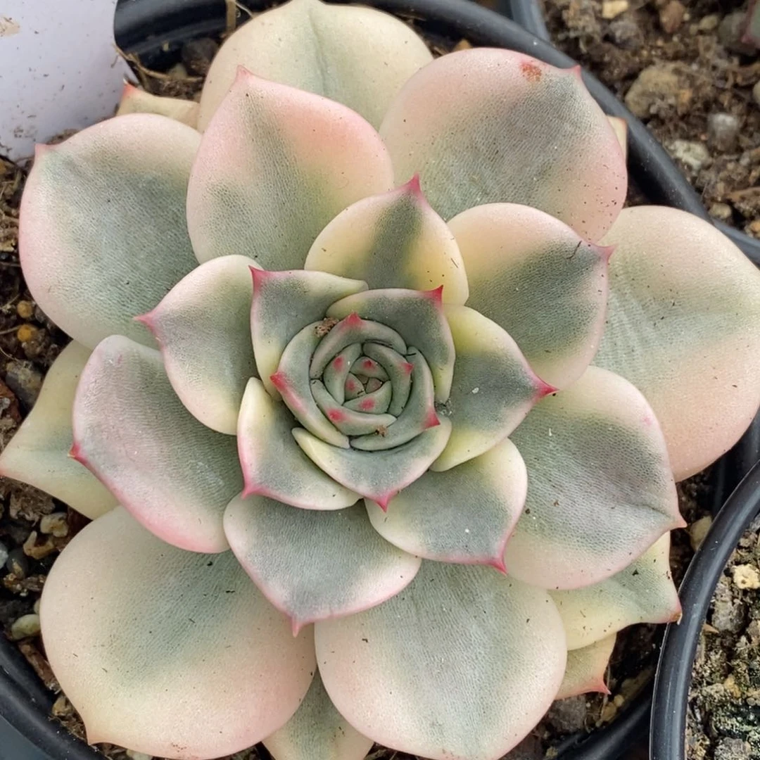 粉艾莉锦大单头带根