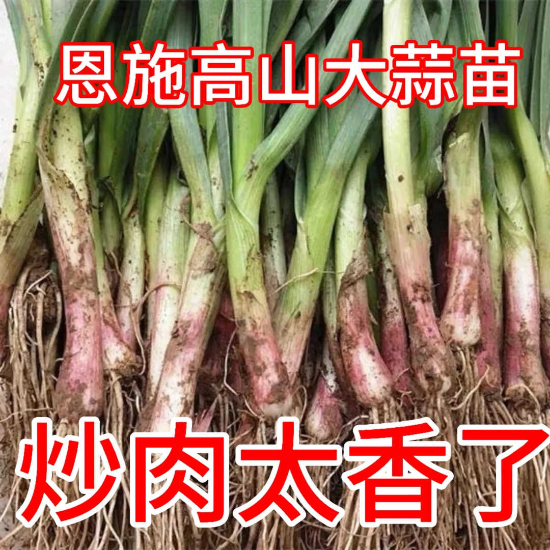 恩施高山大蒜苗农家自种富硒恩施季节菜