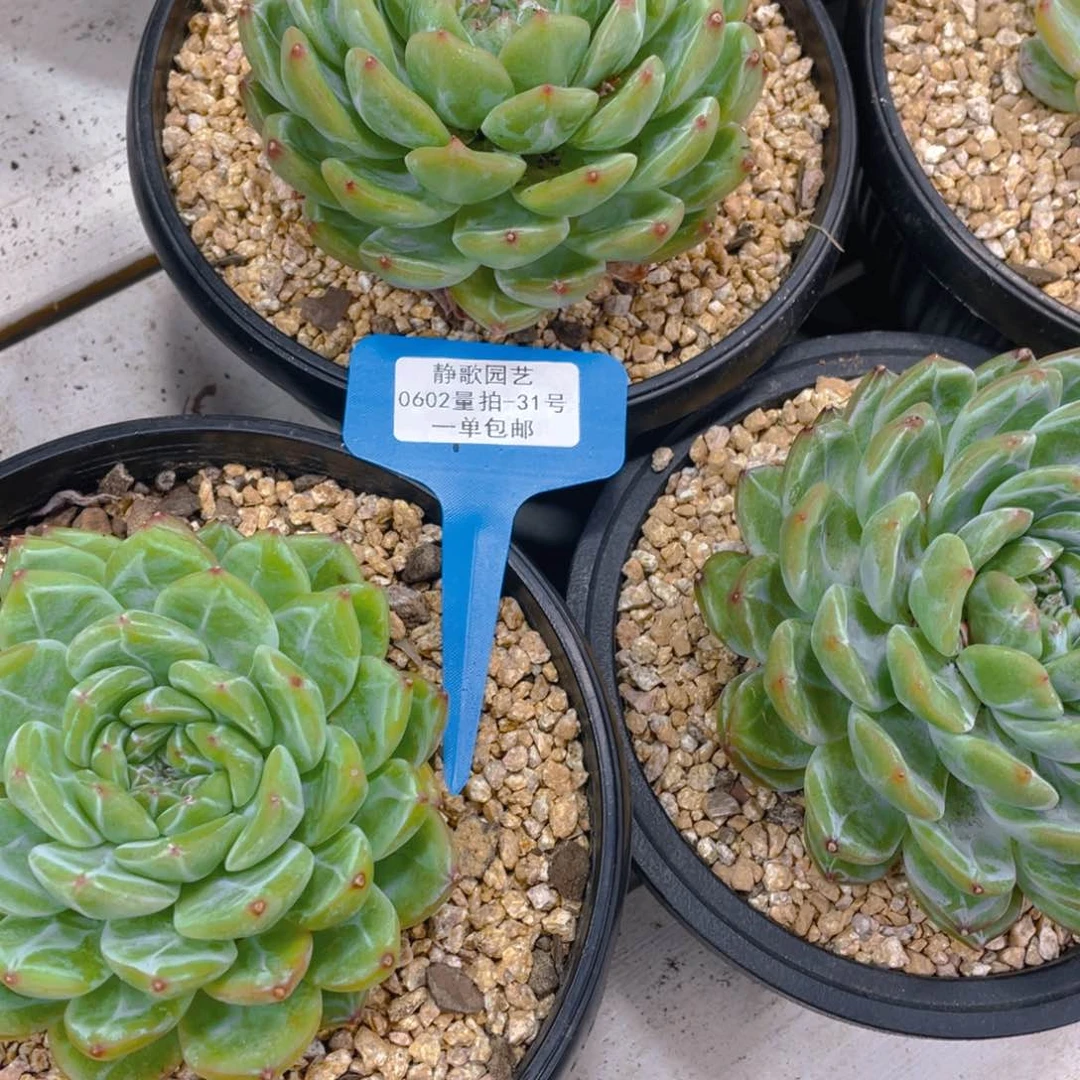 0602-31-雪花珍妮大单头一颗